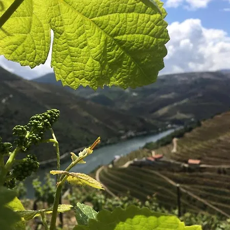 אכסניה Douro Backpackers Pinhão