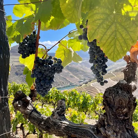 Хостел Douro Backpackers *