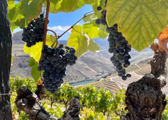 Auberge de jeunesse Douro Backpackers *